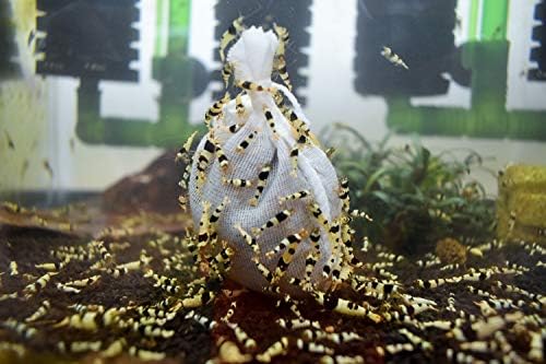 ShrimpRack® 10+1 Crystal Black Shrimp CBS Grade S-SSS Live Freshwater Aquarium Shrimps 1/4 to 1/2 inch Long.