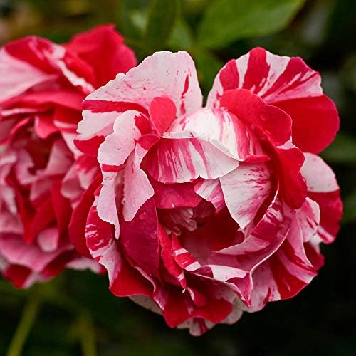 Heirloom Shrub Roses, Live Own Root Plant, Stars 'n' Stripes Forever™ | Very Fragrant, Hardiness Zones: 5-10, Continual Blooming