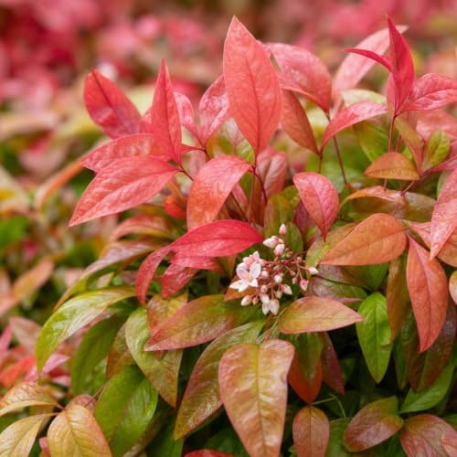 Heavenly Bamboo - Nandina Domestica - 1 Live Gallon Size Plant - Beautiful & Colorful Low Maintenance Foliage