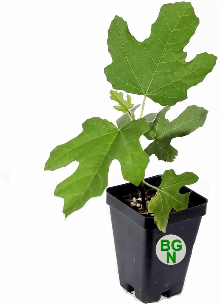 Chicago Hardy Fig Tree - Very Cold-Hardy - Live fig Tree