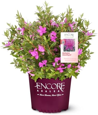 Encore Azalea 2 Gal. Autumn Amethyst Azalea Shrub