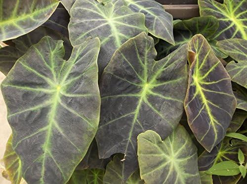 Imperial Giant Elephant Ear, Colocasia, Taro - Large, 1 Gallon Size