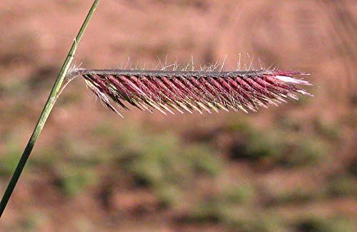 1000 Blue GRAMA Grass Gramma Bouteloua Gracilis Flower Mosquito Grass Seeds