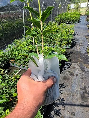 Orange Fragrant Tea Olive - Live Plants - (1 QT)