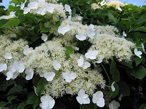 300 seeds Climbing Hydrangea Seeds (HYDRANGEA anomala Petiolaris) Vine/Climber,Groundcover