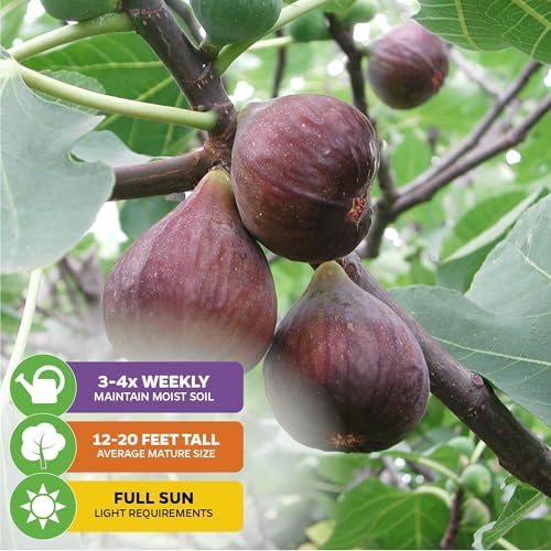 Chicago Hardy Fig Tree (1-Pack) Live Starter Plant by Wellspring Gardens | Ficus carica | Hardy & Fruitful | Ideal for Gardens | Purple-Skinned Fig | Edible Landscape Plant | Food forest