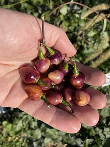 Pink Biquinho Pickling Pepper Premium Seeds for Planting Packet