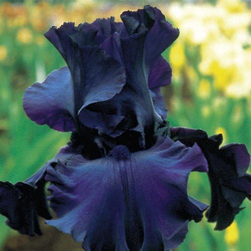 Fancy Mixed Bearded Iris Root,Rhizome, Plant,Start, for Spectacular Flowers Year After Year