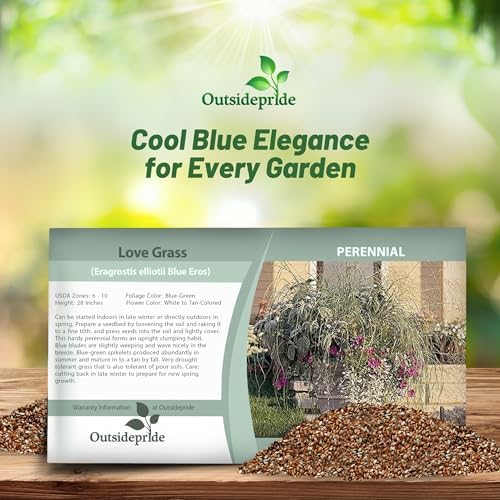 Outsidepride 500 Seeds Perennial Eragrostis Spectabilis Ornamental Love Grass Seed for Planting