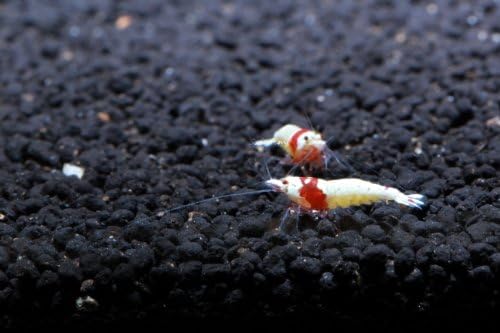 Live Freshwater Aquarium Shrimp - Caridina (Crystal Red Shrimp S-SSS Grade, 5 Pack)