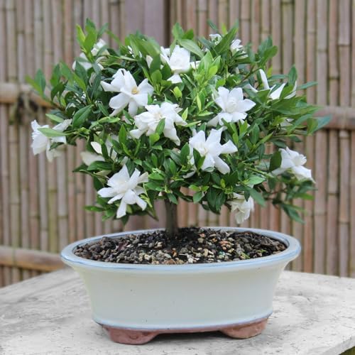 Brussel's Live Gardenia Outdoor Bonsai Tree - 6 Years Old, 10" to 14" Tall with Decorative Container | Live Bonsai Tree, Gardenia, Outdoor, 6-Year Old