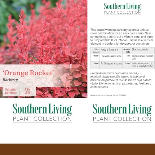 Southern Living 2 Gal. Orange Rocket Barberry Shrub
