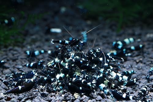 Live Freshwater Aquarium Shrimp - Caridina (Crystal Red Shrimp S-SSS Grade, 5 Pack)