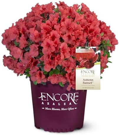 2 Gallon Encore Azalea Autumn Sunset Shrub