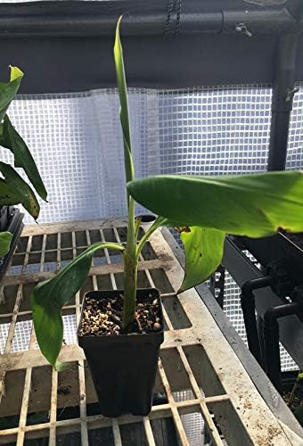 Pisang Raja Banana Plant -"King of Bananas" - Live Banana Plant