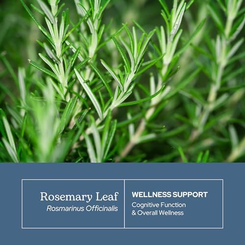 Eclectic Herb - Rosemary Capsules | Cognitive Support, Memory & Brain Health | Mood Support | Herbal Supplement | Vegan, Non-GMO, Gluten Free