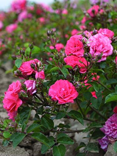 Drift Roses - Rosa Peach Drift (Rose) Rose, double peach flowers, #2 - Size Container