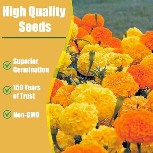 Park Seed Whopper Mix Marigold Flower Seeds – Giant 4-Inch Double Blooms in Yellow, Gold & Orange, Compact and Weather-Resistant Plants, Easy to Grow for Beds or Containers – Pack of 25