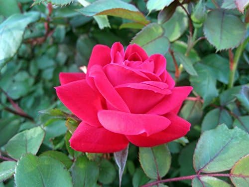 Knock Out Rose Bush (1 Plant, 1 Gallon Pot). A True Knock Out Guaranteed to add an Extra Punch to Your Garden.
