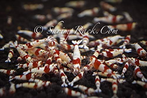 10 Crystal Red Shrimp CRS Grade S-SSS Live Freshwater Aquarium Shrimps 1/4 to 1/2 inch Long.