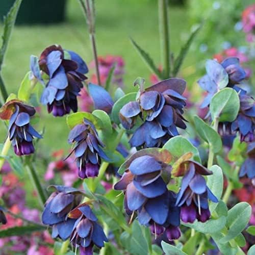 10 BLUE SHRIMP PLANT/HONEYWORT Cerinthe Major Flower Seeds