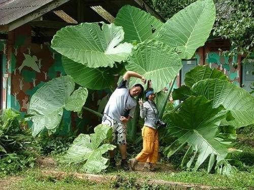 Tara Garden A Bulb Giant Elephant Ear Taro Bulb Alocasia macrorrhizos Very Rare Tropical Plant