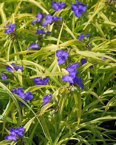 Perennial Farm Marketplace Tradescantia andersoniana 'Sweet Kate' (Spiderwort) Perennial, Size-#1 Container, Brilliant Gentian Blue Flowers