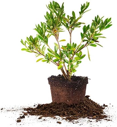 PERFECT PLANTS GG Gerbing Azalea Live Plant, 3 Gallon, Includes Care Guide