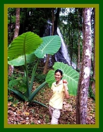 BULB GIANT ELEPHANT EAR TARO Colocasia gigantea VERY RARE EDIBLE