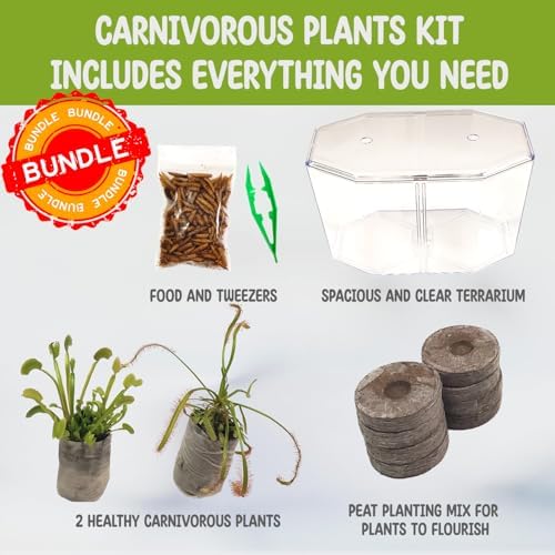 Venus Fly Trap and Sundew Live Plant Set with Terrarium and Food Bundle | 2 carnivorous plants together, protein-packed food