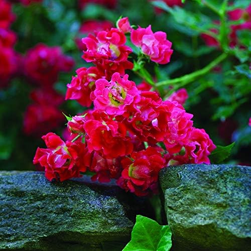 Perfect Plants Red Drift Roses Live Plants, 3 Gallon, Ground Cover Bush