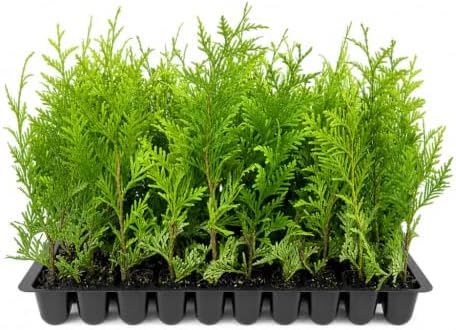 Thuja Green Giant Arborvitae - 20 Live Trees 2" Pot Size - Evergreen Privacy Plants