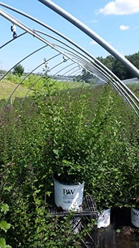 Proven Winners - Syringa x Bloomerang Dark Purple (Reblooming Lilac) Shrub, dark purple flowers, #3 - Size Container