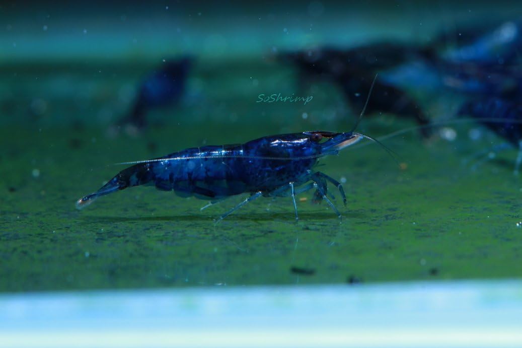 Live Freshwater Aquarium Shrimp - Neocaridina (Red Cherry, 5 Pack)
