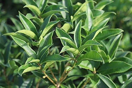 Perfect Plants Tea Olive Live Plant, 1 Gallon, Fragrant Osmanthus | Sweetly scented blooms perfume the whole yard, zones 8-11, glossy evergreen for privacy hedges, draws hummingbirds