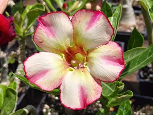 Desert Rose Seeds Mixed Colors Adenium Obesum 100 Pack Single and Multi Colored Flowers