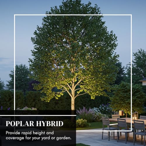 10 Hybrid Poplar Tree Cuttings