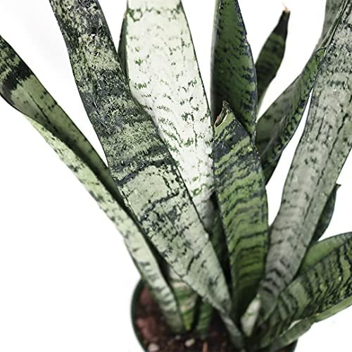 American Plant Exchange Snake Plant – Medium 6-Inch Pot Yellow Sansevieria Trifasciata, Drought-Tolerant, Air-Purifying Live Houseplant for Home