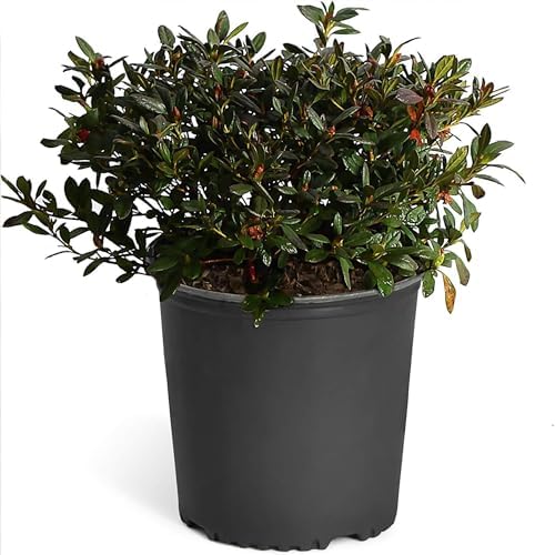 Brighter Blooms - Autumn Royalty® Encore® Azalea, 1 Gallon - No Shipping to AK, AZ, HI