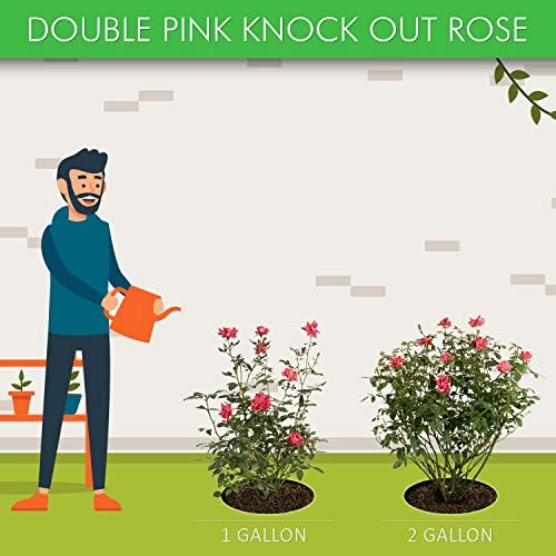 Brighter Blooms - Double Pink Knock Out® Rose Shrub, 1 Gallon - No Shipping to AK, AZ, HI
