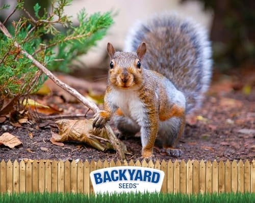 CountryMax Backyard Seeds Squirrel & Chipmunk Food Mix – 8 lb Bag – Premium Wildlife Blend with Sunflower Seeds, Peanuts & Corn – Ideal for Squirrels, Chipmunks, Rabbits & Backyard Birds​