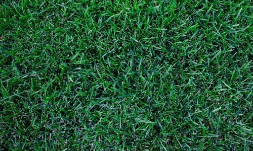 Kentucky Bluegrass Lawn Grass Seed, 1 Pound