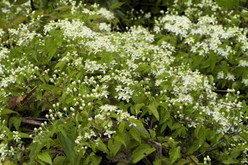20 White Clematis Virginiana/Virgins Bower Flower Vine Seeds | Virgins Bower, Love Vine