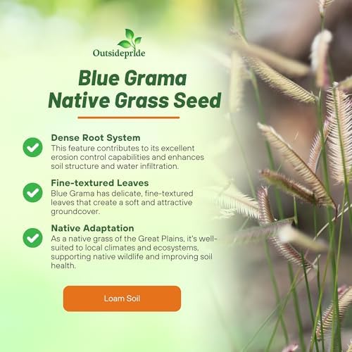 Outsidepride Blue Grama Native Grass Seed - 1 lb. Perennial, Drought Tolerant & Low Maintenance, Pasture Seeds for Planting Densely Tufted Leaves