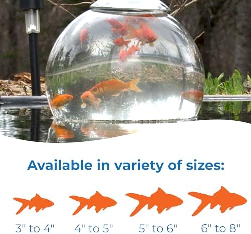 Toledo Goldfish Classic Comet Goldfish: Live Goldfish with a Variety of Sizes for Ponds, Tanks, and Aquariums - 3-4 Inches, 5 Count