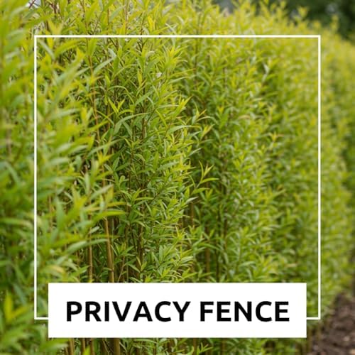 10 Austree Hybrid Willow Trees, Fastest Growing Shade or Privacy Tree - Austree Hybrid Willow Tree - 10 Live Trees