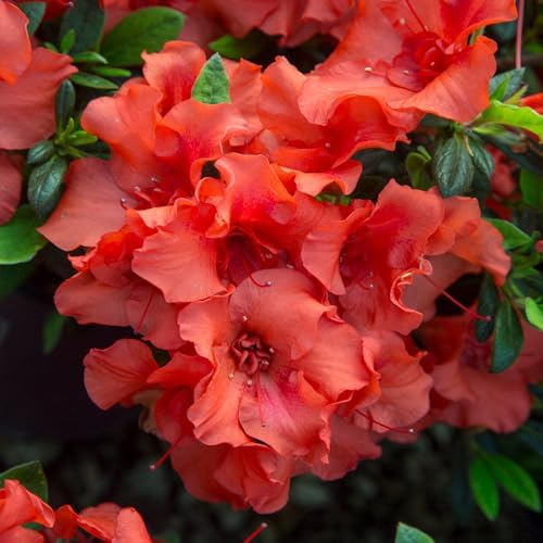 Brighter Blooms - Autumn Embers® Encore® Azalea Shrub, 1 Gallon - No Shipping to AK, AZ, HI