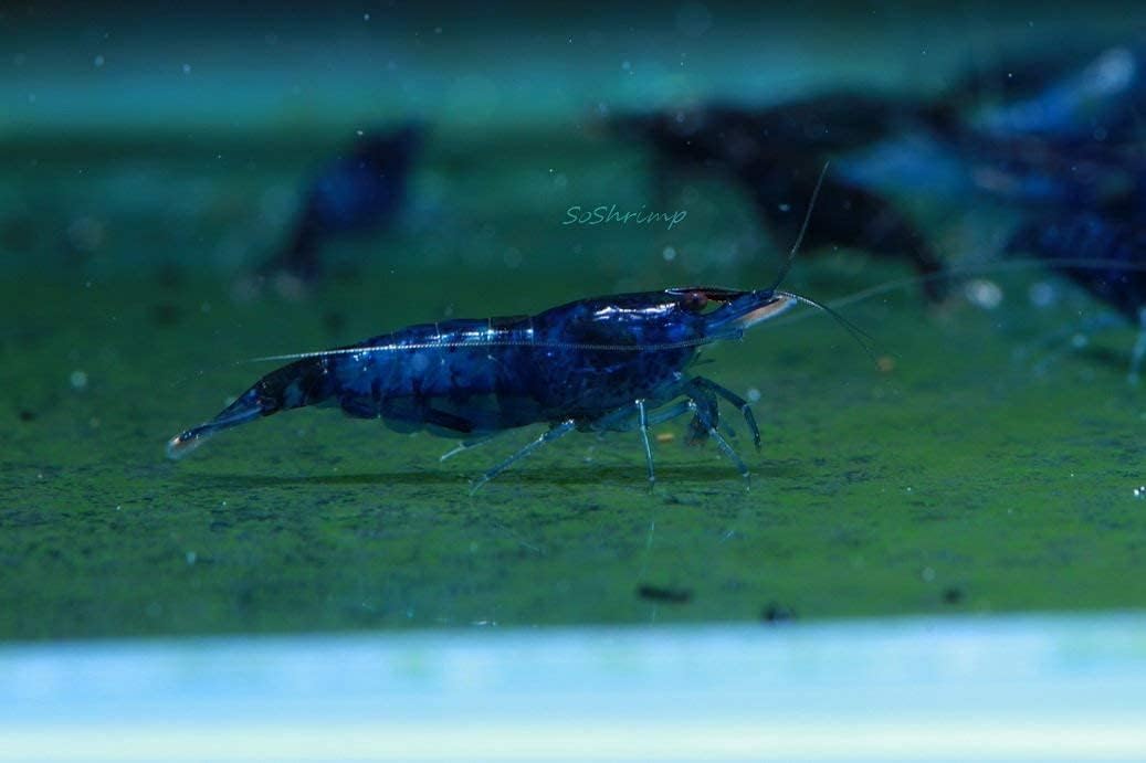 Live Freshwater Aquarium Shrimp - Neocaridina (Red Cherry, 5 Pack)