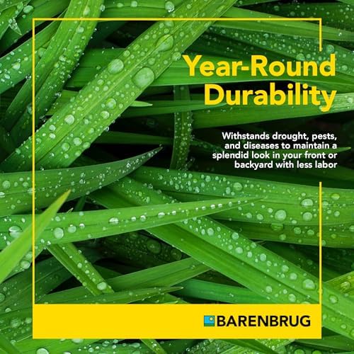 Barenbrug Wonderlawn Winter Grass Seed Mix for Lawn Care and Landscaping, 5 lbs. Bag