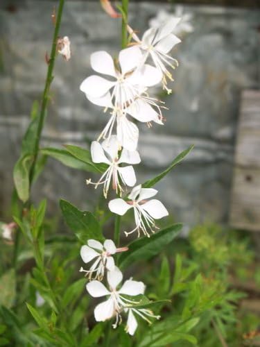 100 White GAURA Whirling Butterflies Gaura Lindheimeri Flower Seeds